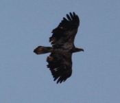 2014 03 30 Eagle 07